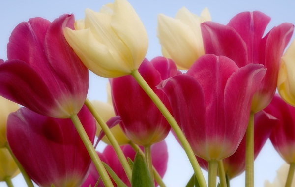 Россыпь тюльпанов