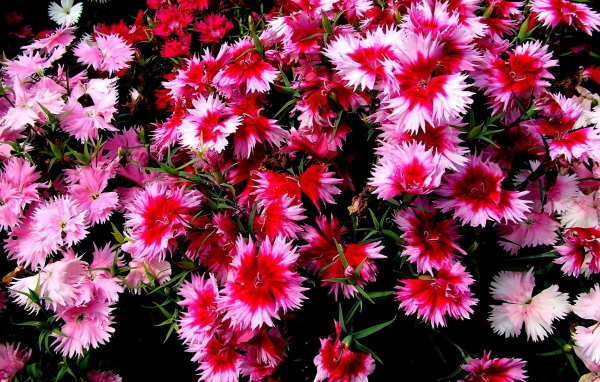 Колючие цветочки