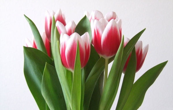 Алые тюльпаны