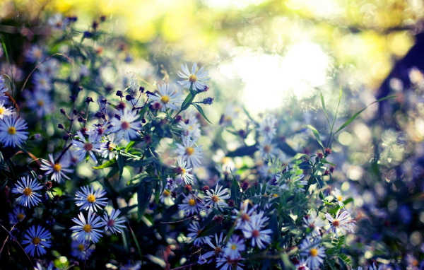 Мелкие цветочки