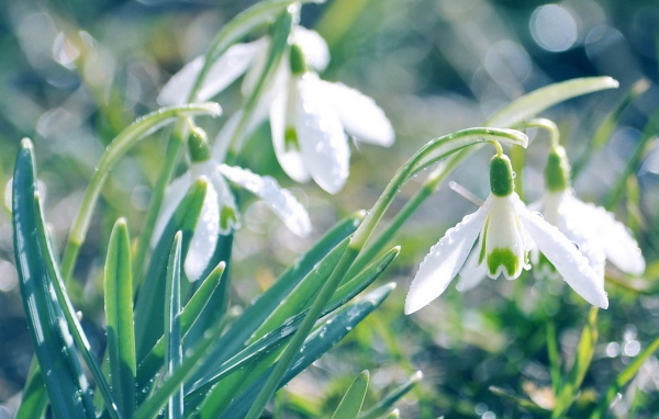 Подснежники