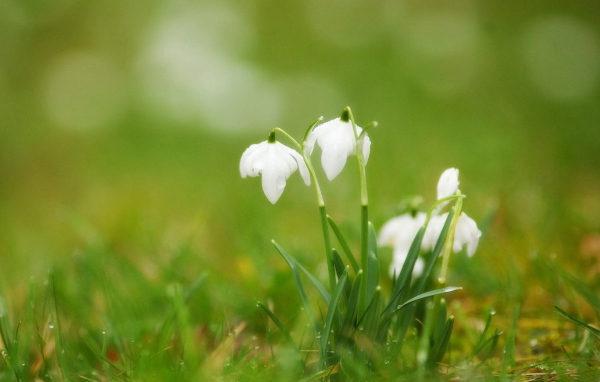 Подснежники в траве