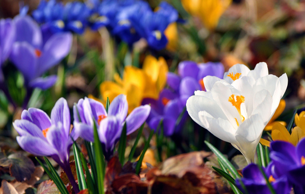 Весенняя красота