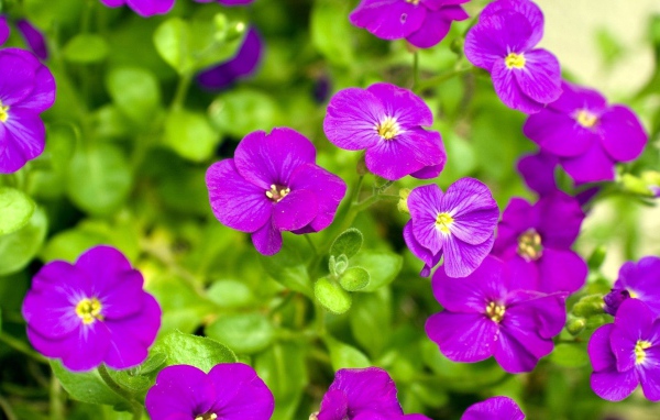 Весенние цветочки