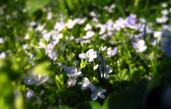 Летние нежные цветочки