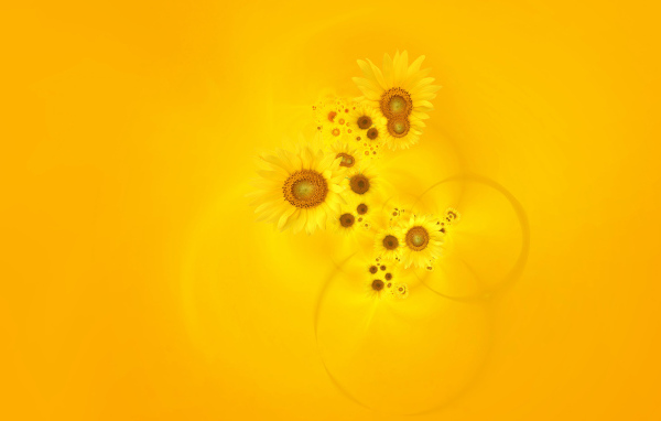 Подсолнухи на желтом фоне