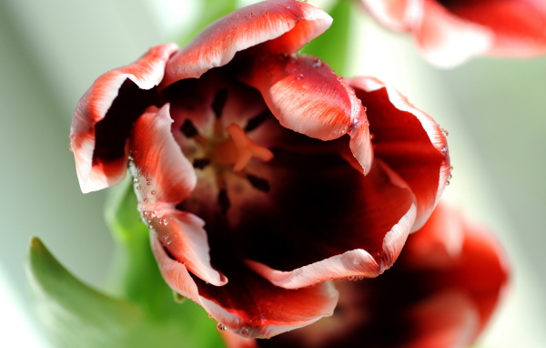 Раскрывшийся тюльпан