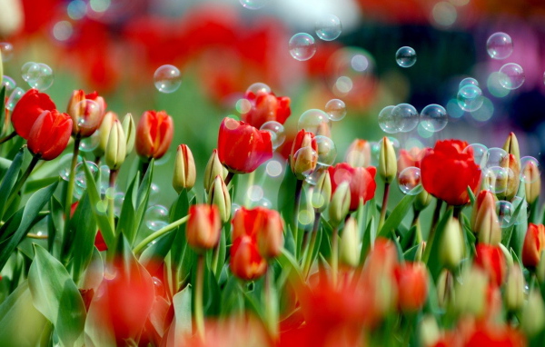 Тюльпаны и мыльные пузыри