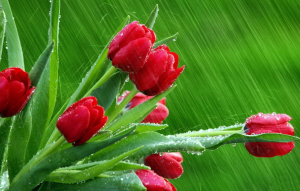 Тюльпаны под дождем