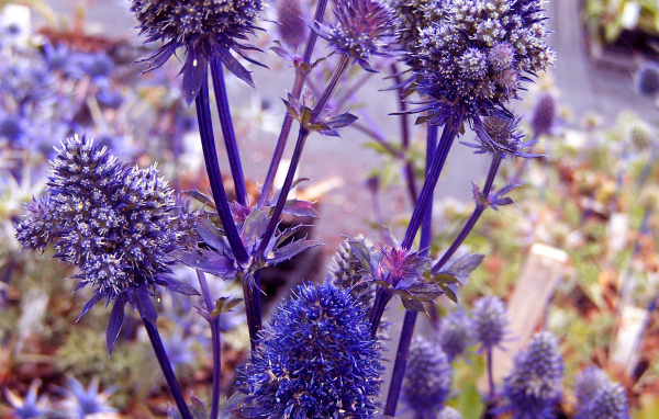 Фиолетовые колючки