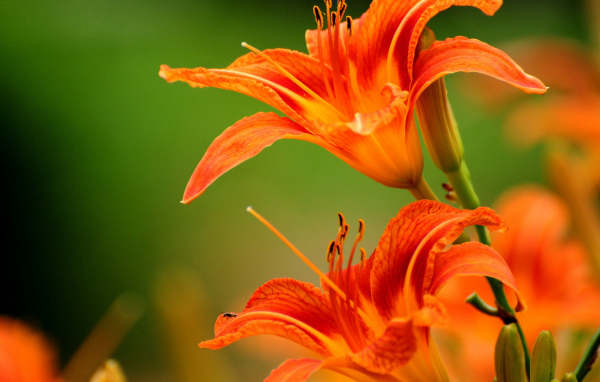 Яркие лилии