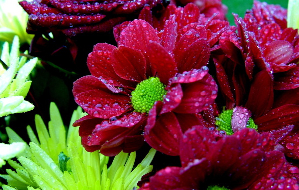 Мокрый букет