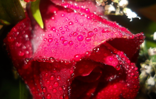 Мокрая алая роза