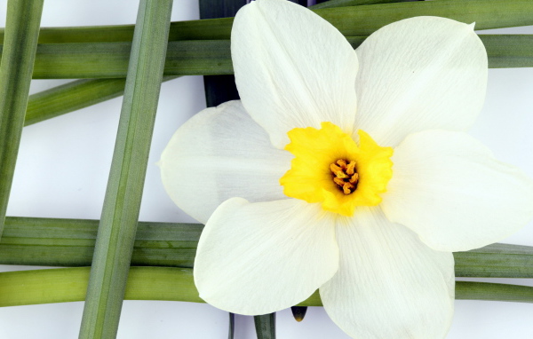Белый нарцисс