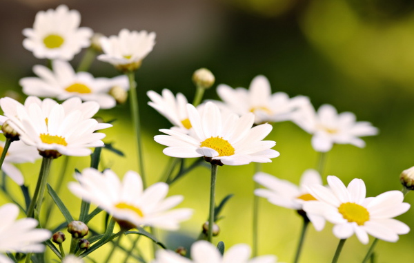 Белые ромашки