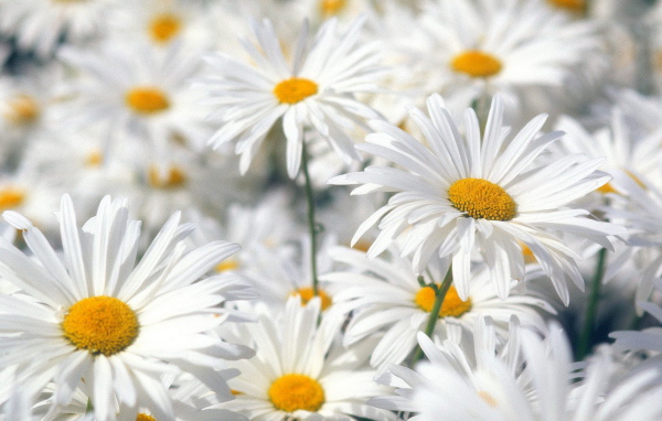 Белые ромашки