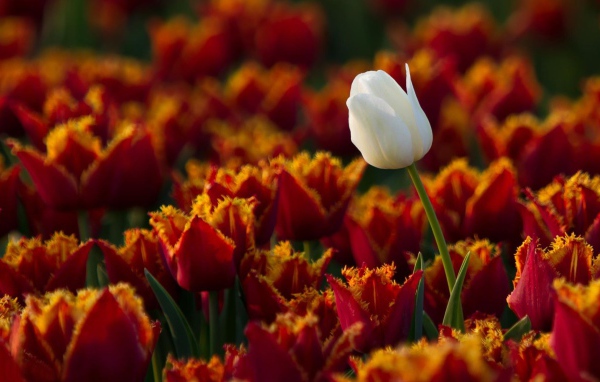 Белый тюльпан