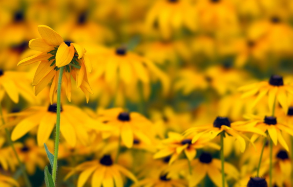 Желтые ромашки