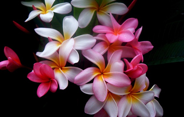 Букет цветов