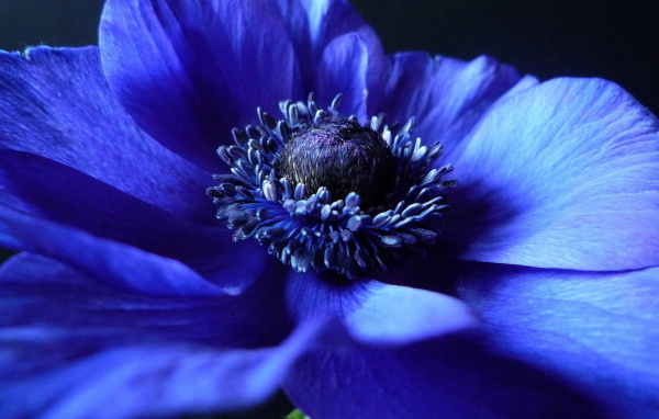 Синий Анемон