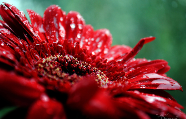 макро Гербера