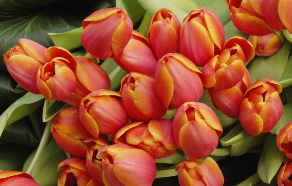 Красные тюльпаны