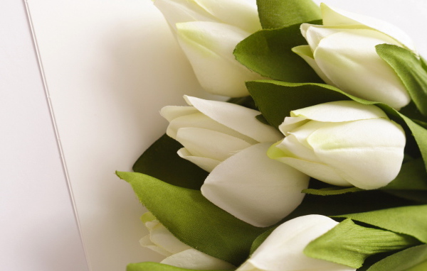 Белые тюльпаны