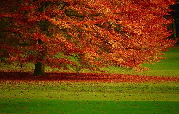 Осенняя листва