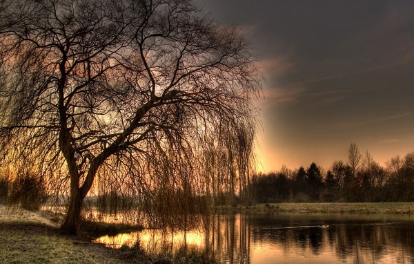 Осеннее дерево у реки