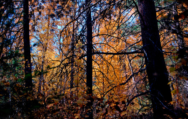 Осенние деревья