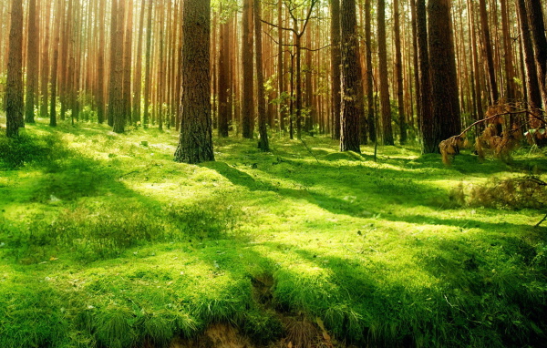 Хвойный лес