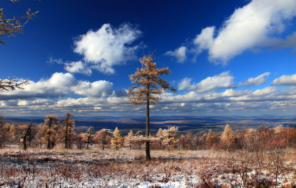 Хвойный лес