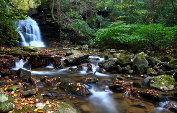 Ручей в чаще леса