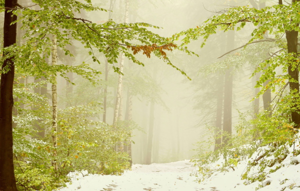 Ранний снег