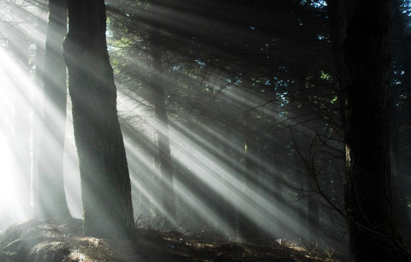 Свет через деревья