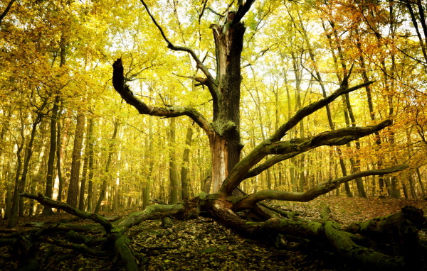 Старое дерево