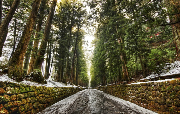 Дорога в лесу