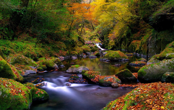 Ручей в лесу