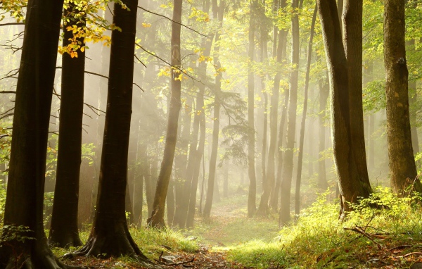 Тропа в лучах солнца