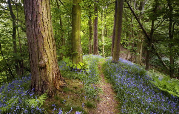 Лес как в сказке