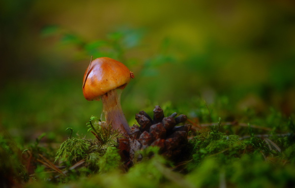 Гриб и шишка