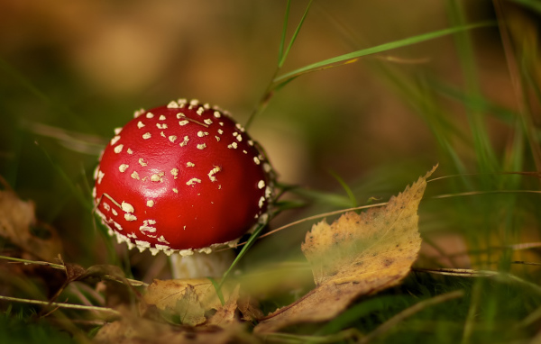 Маленький мухомор