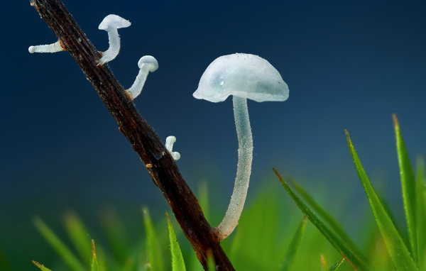 Прозрачные грибочки