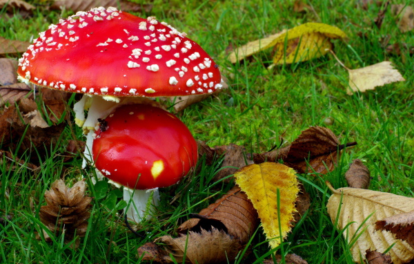 Два мухамора