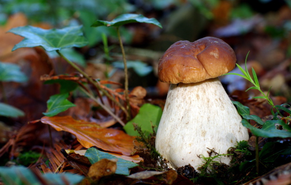 гриб Боровик