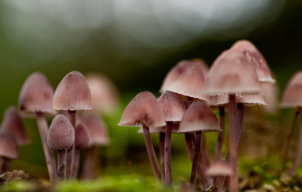 грибница Поганок