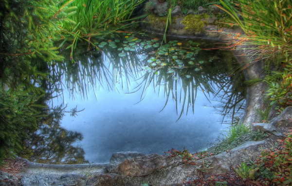 Среди камышей