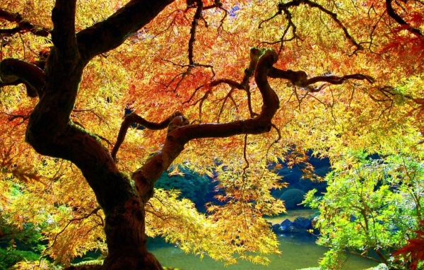 Осеннее дерево