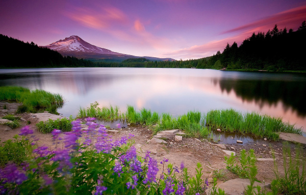 Лесное озеро