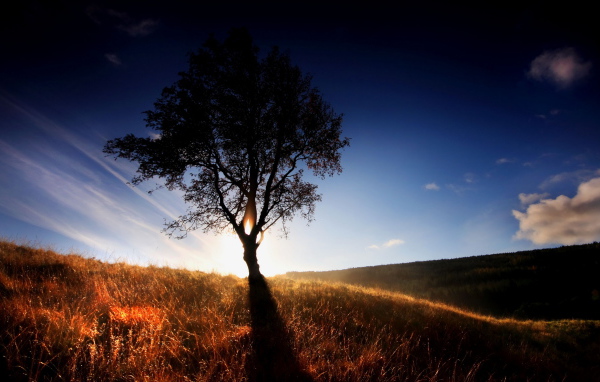 Одинокое дерево